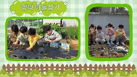 텃밭 - 양파 마늘 심기